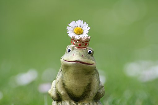 frog-3941365__340